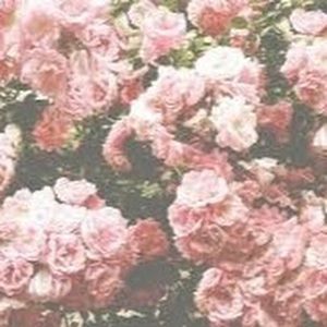 Meet your Posher, Maisha